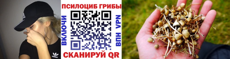 kraken маркетплейс  площадка какой сайт  Галлюциногенные грибы Cubensis  Гороховец 